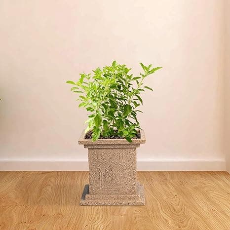 Sacred Tulsi Plant with Traditional Pot